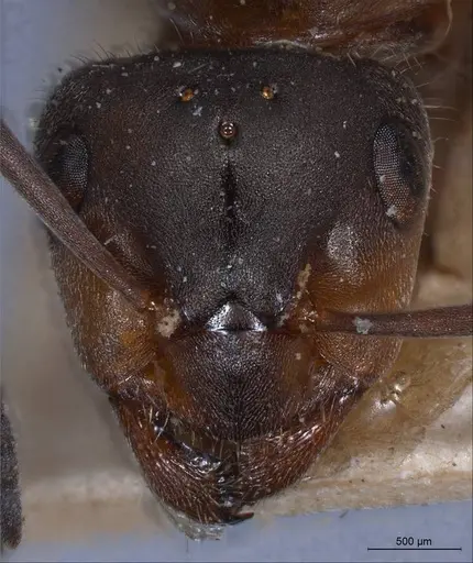 Formica pratensis - ANTWEB1008401