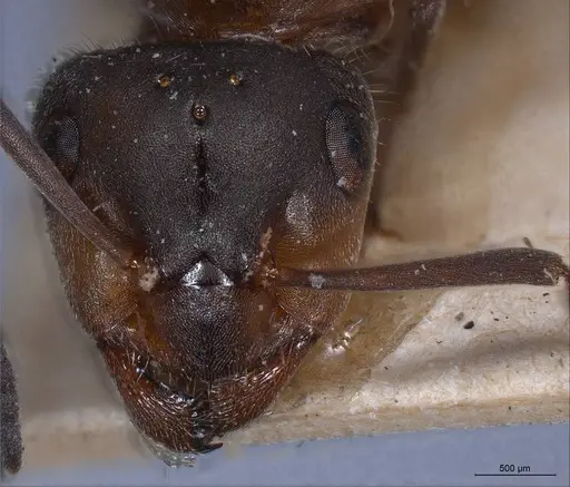 Formica pratensis - ANTWEB1008401