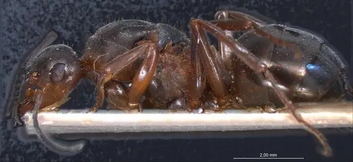 Formica pratensis - ANTWEB1008401