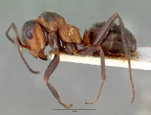 Formica pratensis - CASENT0010647