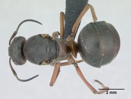 Formica pratensis - CASENT0173141