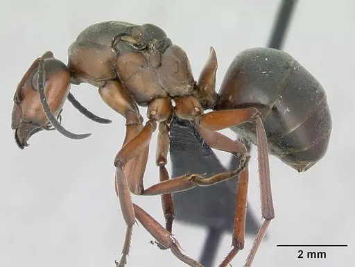 Formica pratensis - CASENT0173141