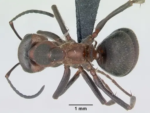 Formica pratensis - CASENT0173142