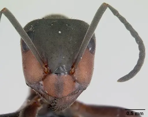 Formica pratensis - CASENT0173142