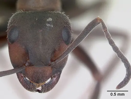 Formica pratensis - CASENT0173861