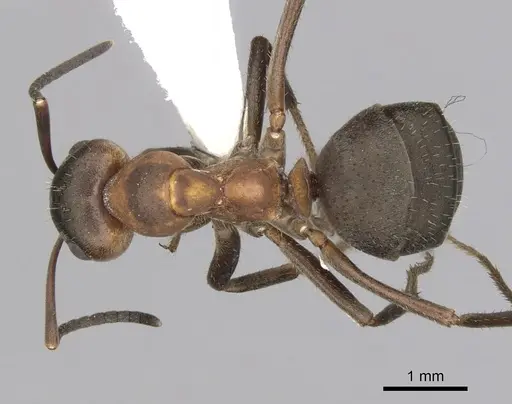 Formica pratensis - CASENT0280409