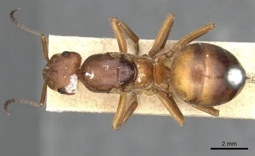 Formica pratensis - CASENT0915374