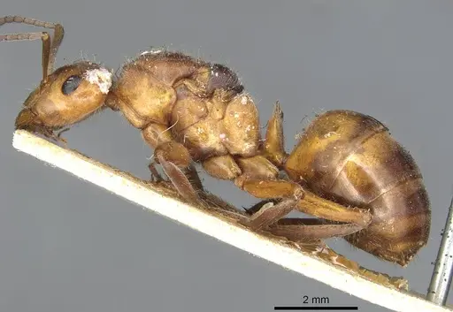 Formica pratensis - CASENT0915374