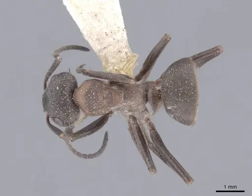 Formica pratensis - FMNHINS0000046390