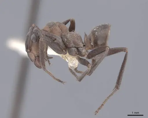 Formica pratensis - FMNHINS0000046390