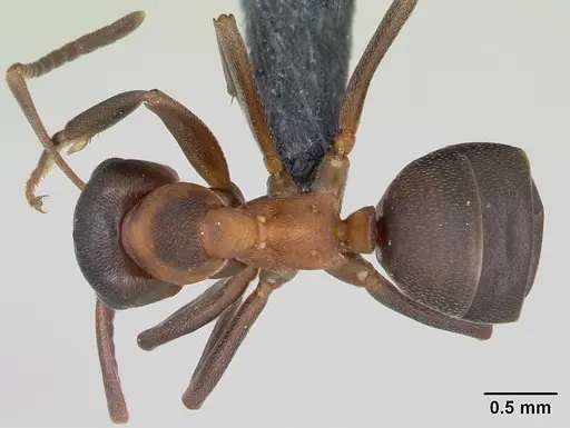 Formica pressilabris specimen