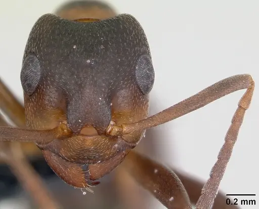 Formica pressilabris specimen