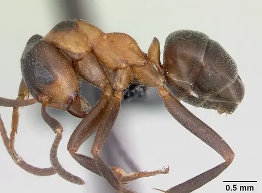 Formica pressilabris specimen