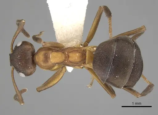 Formica pressilabris - CASENT0280393