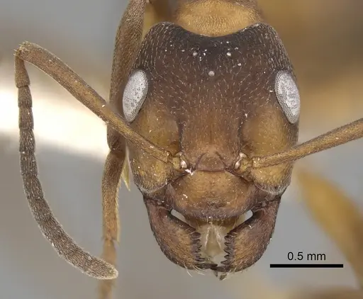 Formica pressilabris - CASENT0280393