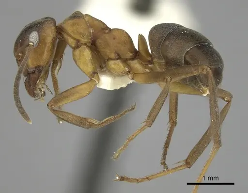 Formica pressilabris - CASENT0280393