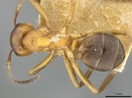 Formica pressilabris - CASENT0911092