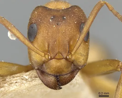 Formica pressilabris - CASENT0911092