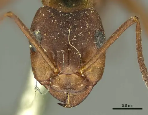 Formica pressilabris - CASENT0915633