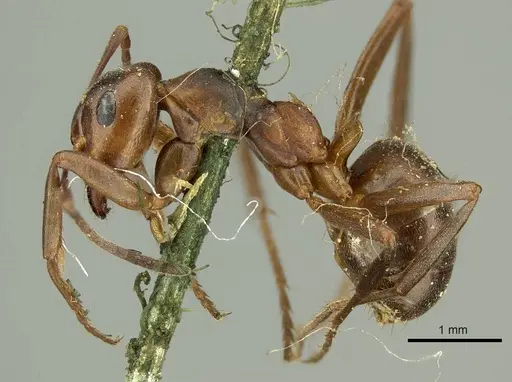 Formica pressilabris - CASENT0915633