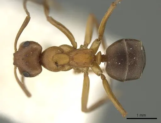 Formica pressilabris - CASENT0915634