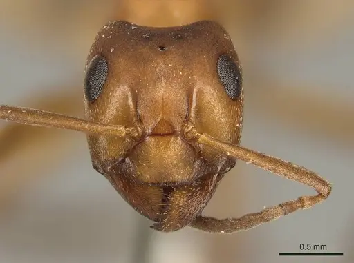 Formica pressilabris - CASENT0915634