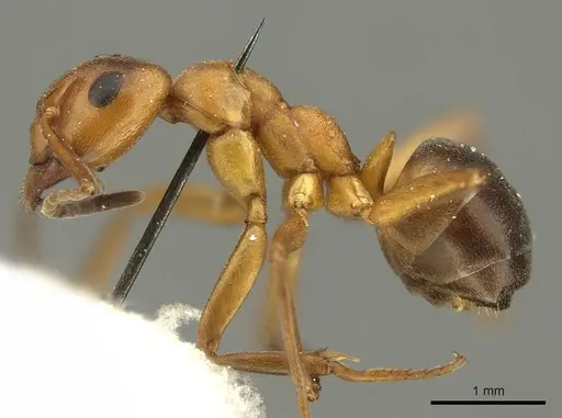 Formica pressilabris - CASENT0915634