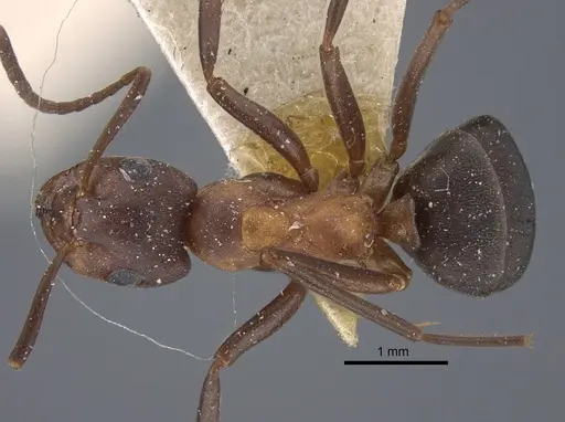 Formica pressilabris - CASENT0917259