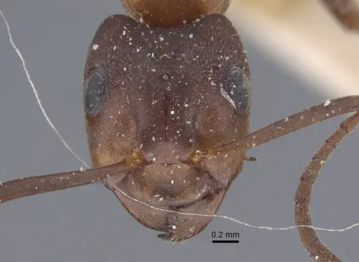 Formica pressilabris - CASENT0917259