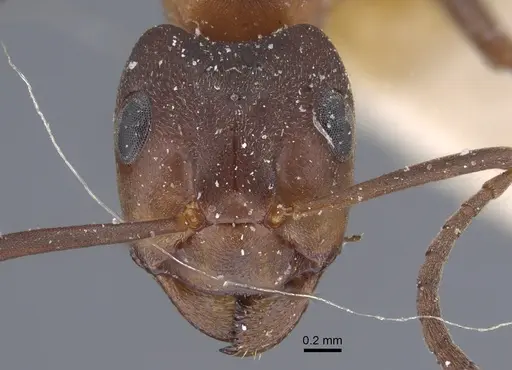 Formica pressilabris - CASENT0917259