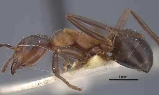 Formica pressilabris - CASENT0917259