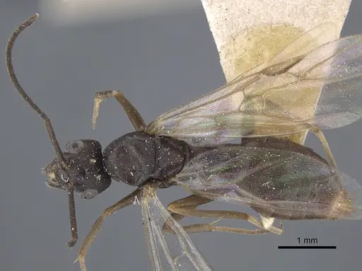 Formica pressilabris - CASENT0917260