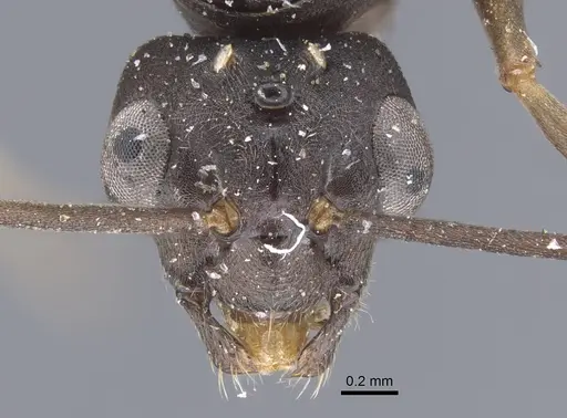 Formica pressilabris - CASENT0917260