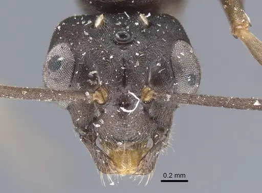 Formica pressilabris - CASENT0917260