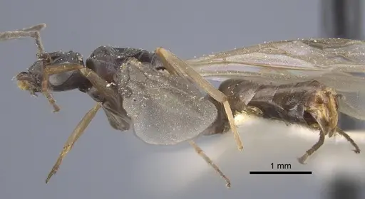 Formica pressilabris - CASENT0917260