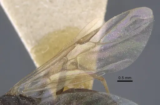 Formica pressilabris - CASENT0917260