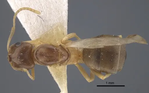 Formica pressilabris - CASENT0917261