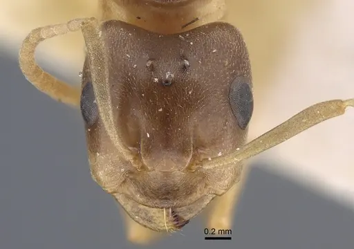 Formica pressilabris - CASENT0917261