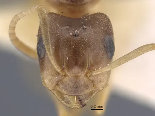 Formica pressilabris - CASENT0917261