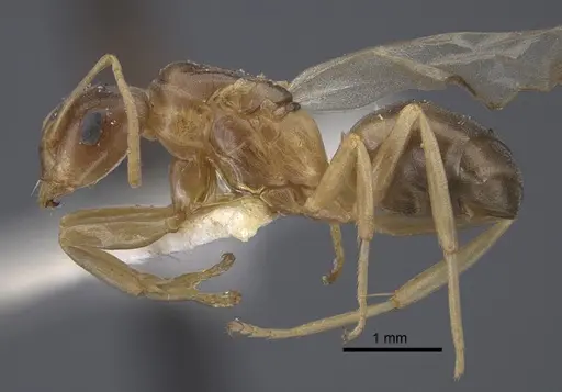 Formica pressilabris - CASENT0917261