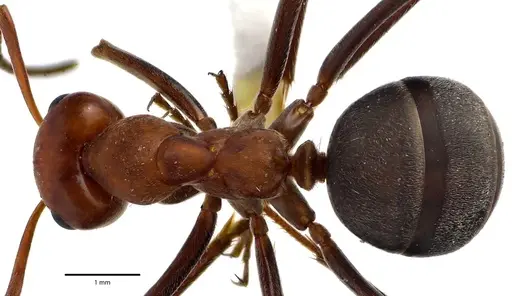 Formica prociliata specimen