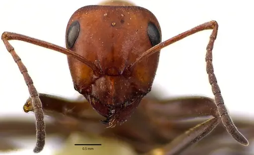 Formica prociliata specimen