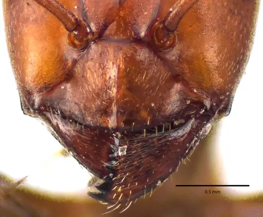 Formica prociliata specimen