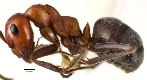 Formica prociliata - ANTWEB1041636