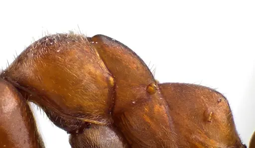 Formica prociliata - ANTWEB1041636