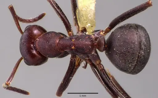 Formica prociliata - ANTWEB1041652