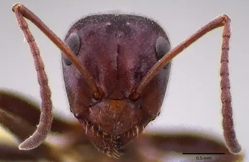 Formica prociliata - ANTWEB1041652