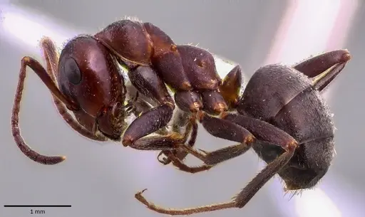 Formica prociliata - ANTWEB1041652