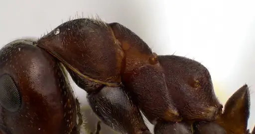 Formica prociliata - ANTWEB1041652