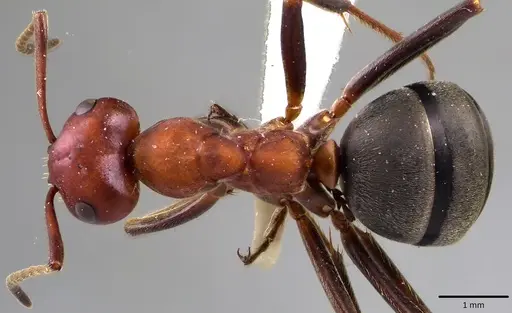 Formica prociliata - ANTWEB1041658
